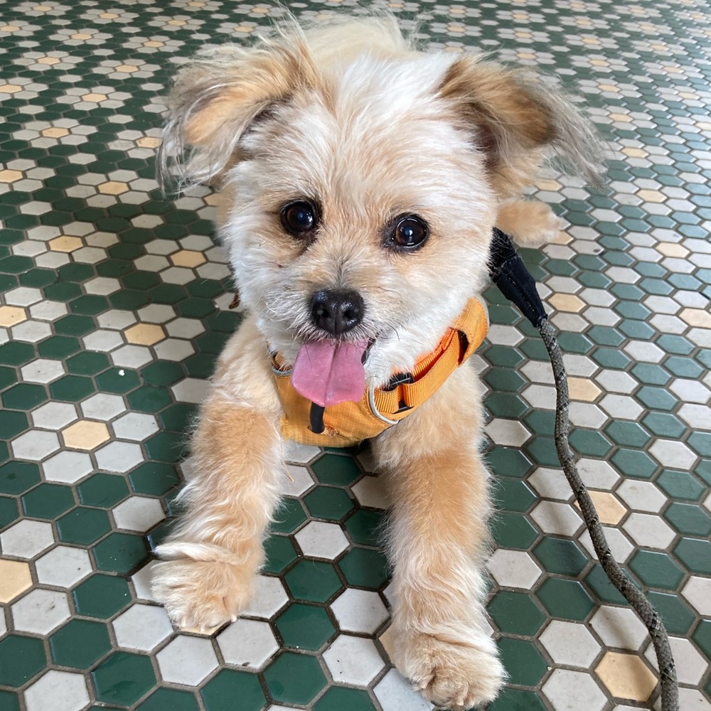 Meet your Posher, Daisy
